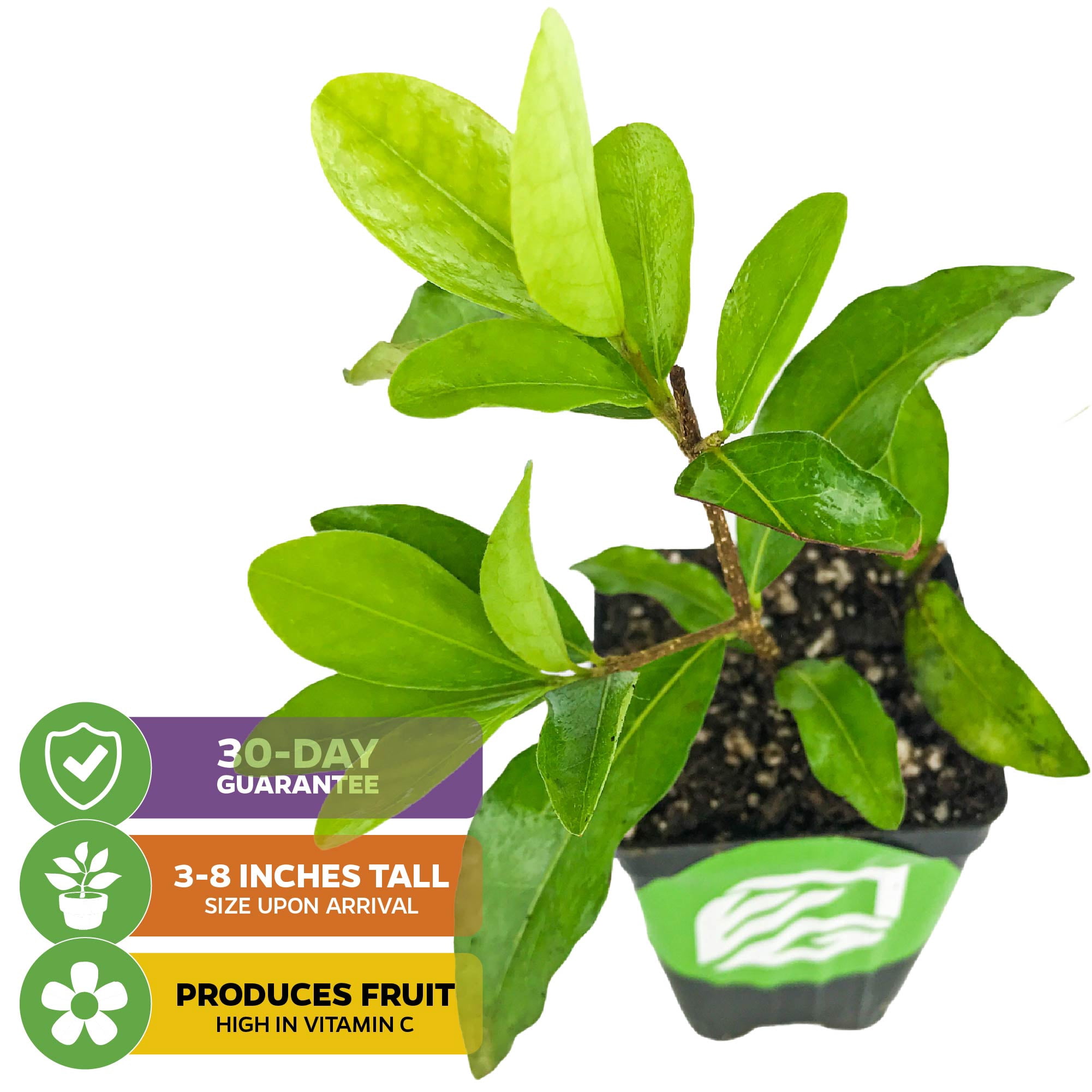 (2-Pack) Barbados Cherry Live Plant (Acerola/Wild Crapemyrtle) - Malpighia emarginata - Wellspring Gardens Starter Plant - Healthy Live Plant - Compact Size Fresh Fruit, Ideal for Gardens