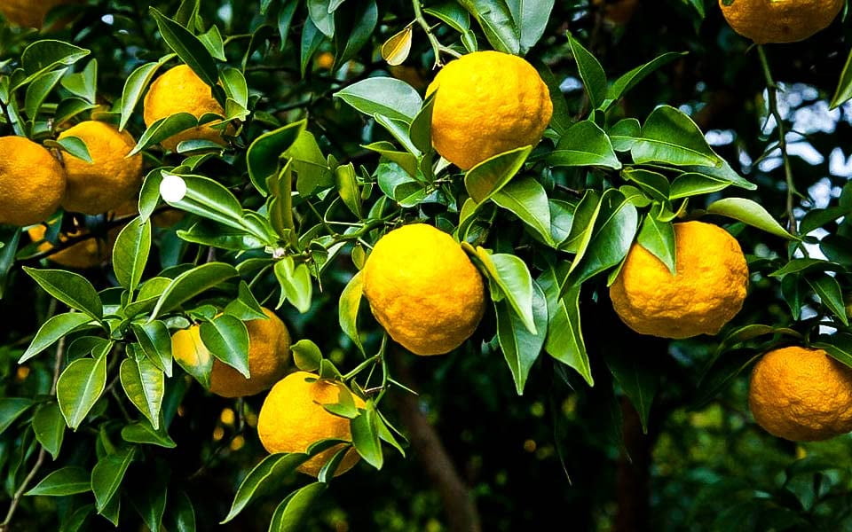 ⭐ Gardenera Labs's Citron Tree Soil Mix - The Perfect Blend of Quick-Draining Formula, Essential Nutrients for Healthy, Productive Citrus Medica Trees - [10 Quart Bag]