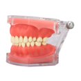 thumbnail image 4 of Herramienta Modelo De Encía Dientes Extraíbles Herramienta De Enseñanza De Práctica Suave Para Demostración Oral, 4 of 7