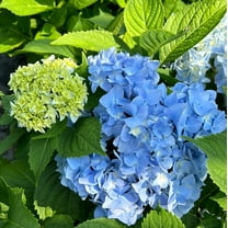Dooley Hydrangea - Hydrangea macrophylla 'Dooley