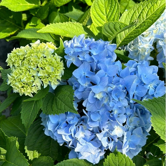 Dooley Hydrangea - Hydrangea macrophylla 'Dooley