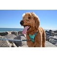 thumbnail image 6 of The Comfort Dog Harness With Mesh Padded Vest Aqua- Large Breeds, 6 of 6