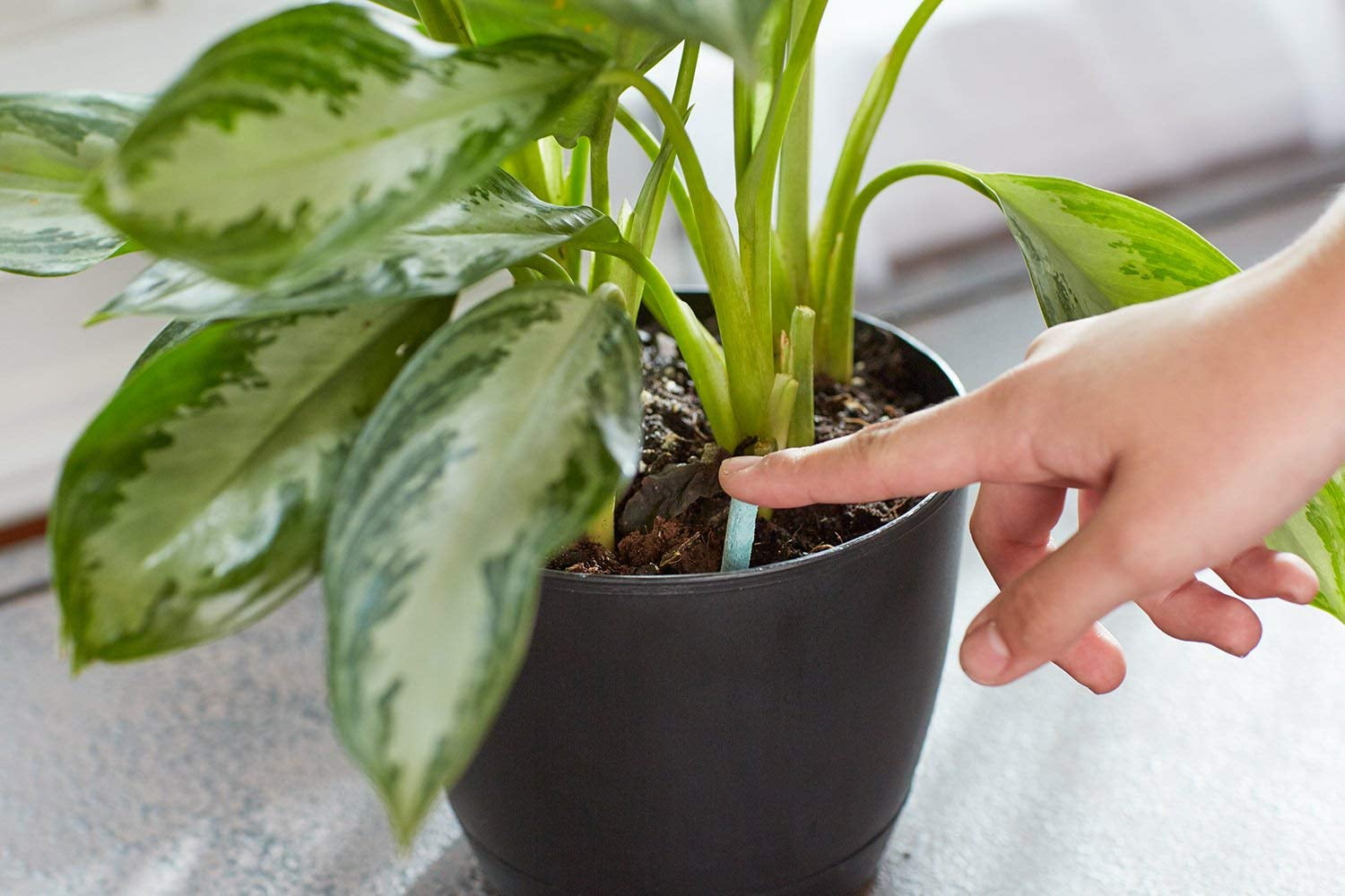 monstera borsigiana Monstera Borsigiana Variegata Albo (Mature Mother Plant) Low Variegation