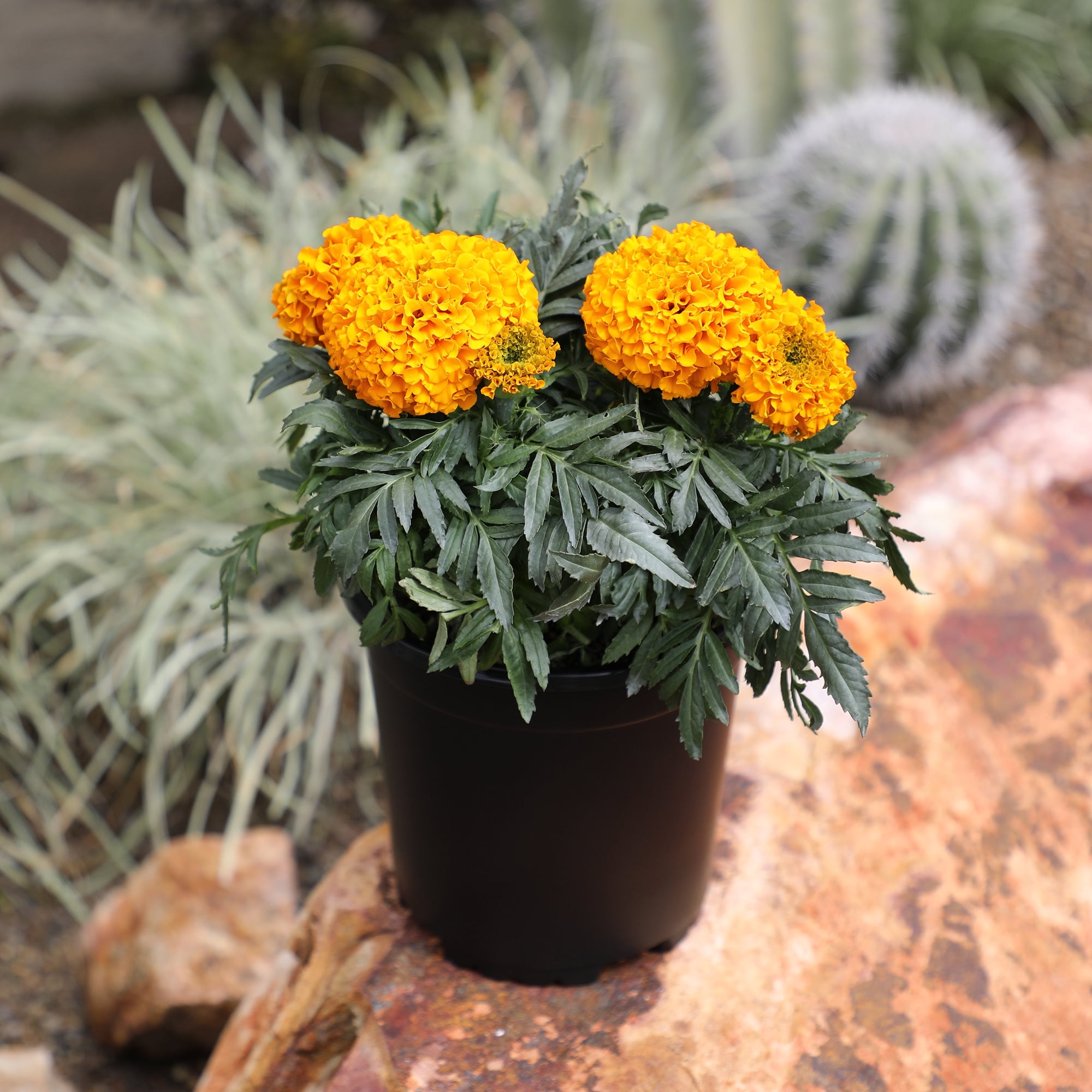 Expert Gardener 2QT Marigold Live Plant Sun