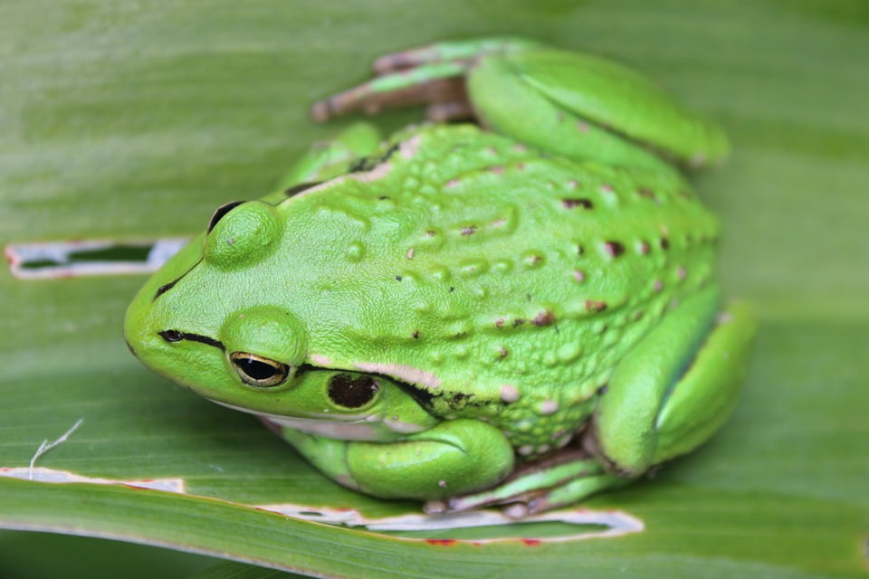 Frog Small Green Frog Green Frog-12 Inch By 18 Inch Laminated Poster