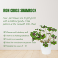 thumbnail image 5 of Shamrock Live Plant, 5 -7 Inches Height, Iron Cross Shamrock Plant for Indoor Outdoor Planting, 5 of 5