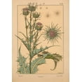 thumbnail image 2 of Vintage Apple Collection 24x32 Black Ornate Wood Framed with Double Matting Museum Art Print Titled -  Plate 58 - Thistle, 2 of 4