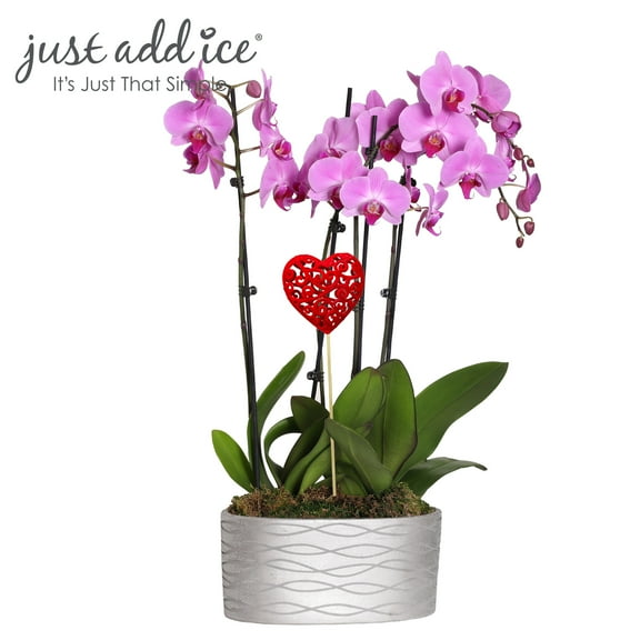 Just Add Ice 16-30" Valentine's Day Pink Orchid Live Plant in 10" Silver Ceramic Pot with Red Heart, House Plant