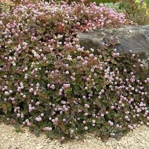 

Pinkhead Smartweed- (Polygonum Capitatum) - 50 Seeds- -