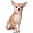 thumbnail image 3 of CafePress - Chihuahua311 Mugs - 15 oz Ceramic Large White Novelty Mug, 3 of 6