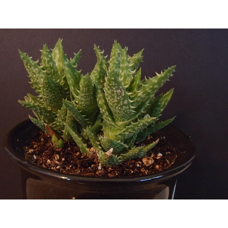 Zanzibar Aloe - Tiger Tooth Aloe - 2 Live Starter Plants in 2 Inch Pots -  Aloe Juvenna - Easy Care Indoor Outdoor Ornamental Succulent