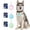 Blue, variant on LED Pet Safety Light USB Rechargeable Dog Collar Glowing Pendant for Night Walking Waterproof Flashing Tag for Cats and Dogs High Visibility Pet Accessory
