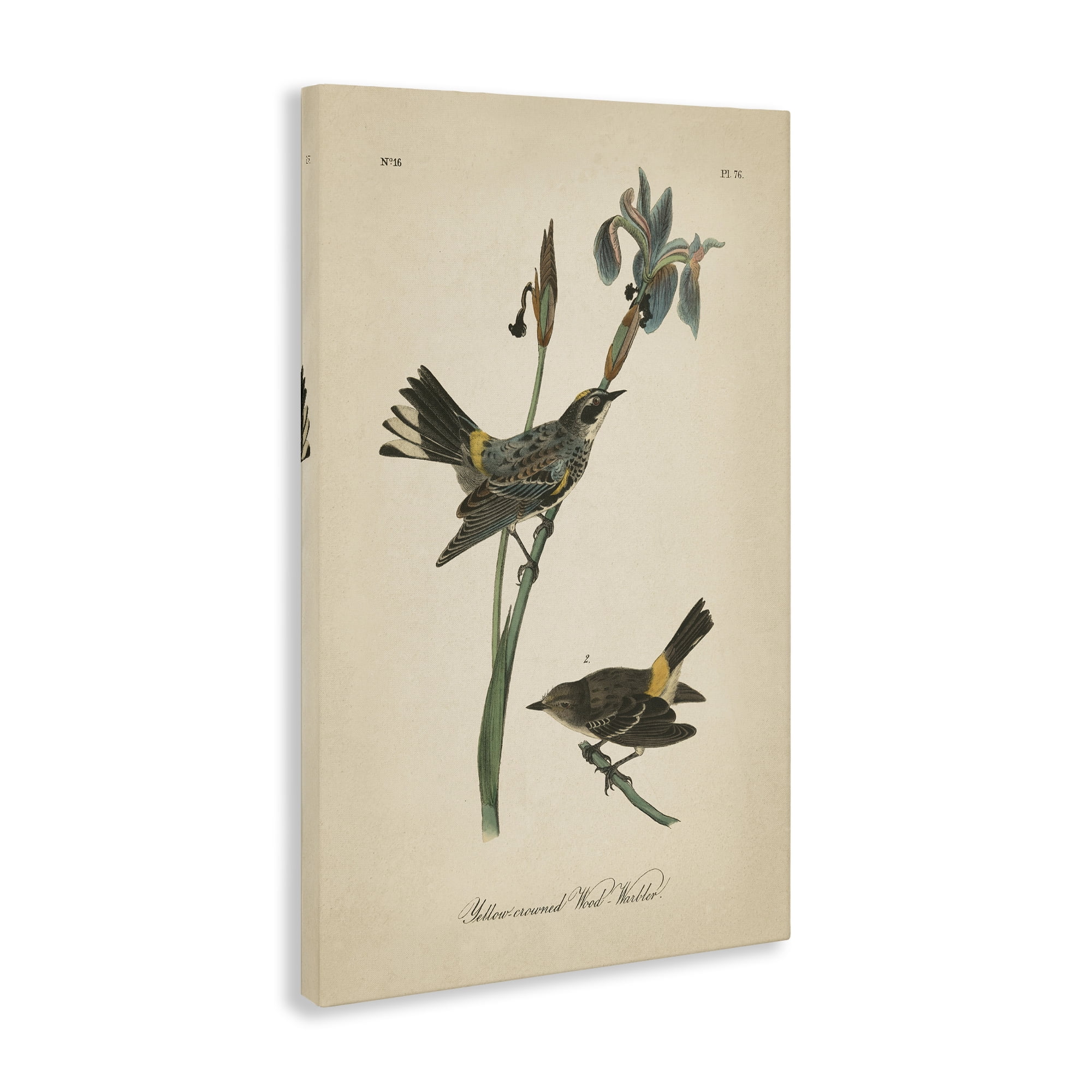Stupell Industries Vintage Warbler Study Animals & Insects Painting Gallery Wrapped Canvas Art Print Wall Art, 30 x 45