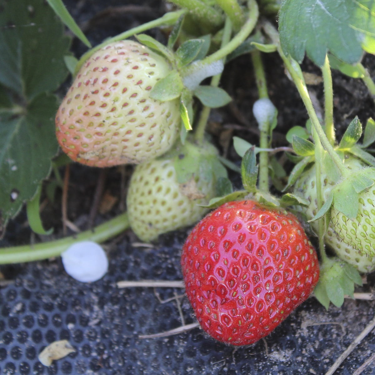 Van Zyverden Junebearing Strawberries Allstar Set of 20 Plant Roots White Full Sun