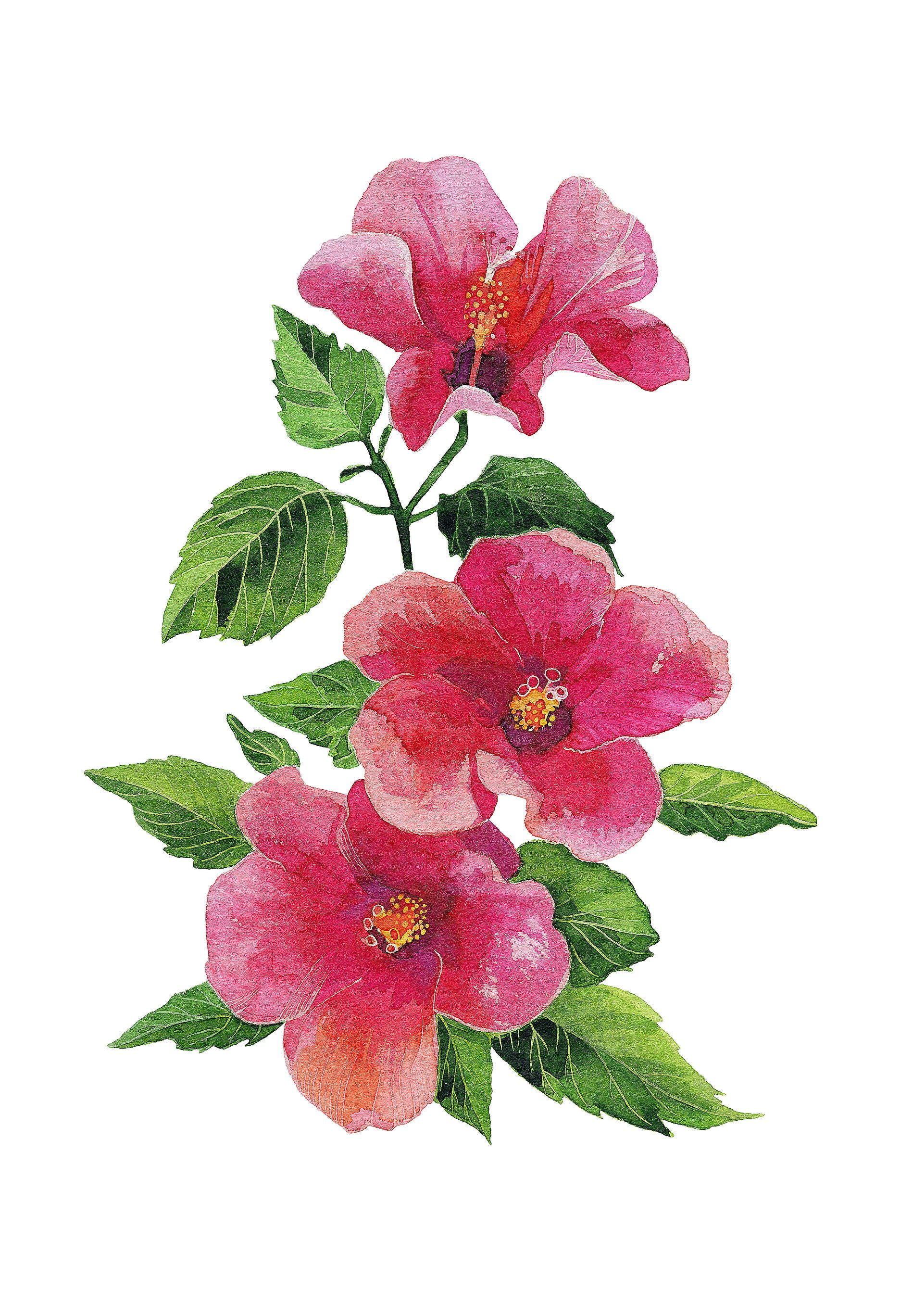 Hibiscus Flowers Art Watercolor Home Decor Wall Prints Poster Walmart
