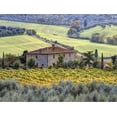thumbnail image 2 of Art.com Italy, Tuscany. Vineyards and Olive Trees in Autumn by a House Stretched Canvas Print Wall Art by Julie Eggers, 32" x 24", 2 of 4