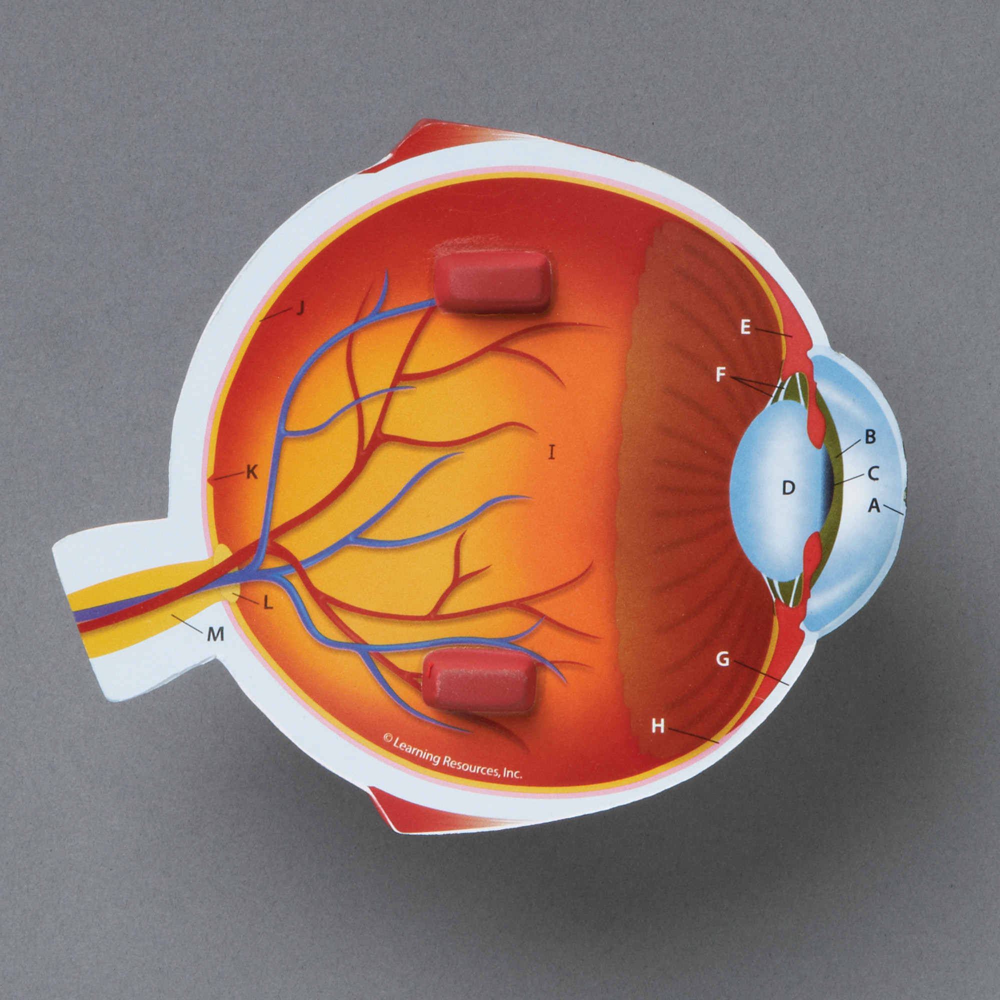 Learning Resources Soft Foam Cross-Section Eye Model, Science Set for Kids, Ages 7+