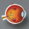 thumbnail image 3 of Learning Resources Soft Foam Cross-Section Eye Model, Science Set for Kids, Ages 7+, 3 of 5