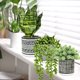 thumbnail image 4 of Set de plantas artificiales en maceta Winlyn Succulents Snake Plant x3, 4 of 9