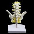 thumbnail image 4 of Modelo de pelvis humana Zulema Mini tamaño 18 x 13 x 8.5 cm, 4 of 8