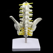 Magnified Human Female Pelvis Skeleton Model with Vertebrae & Ligaments, Human Models, Lab Demonstration Model