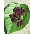 thumbnail image 3 of Everbearing Mulberry Tree - Live Plant in a 4 Inch Pot - Edible Fruit Tree for The Patio and Garden, 3 of 5