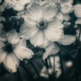 thumbnail image 2 of Hoey, Linda  15x15 White Modern Wood Framed Museum Art Print Titled - Blossoms At Dusk, 2 of 4