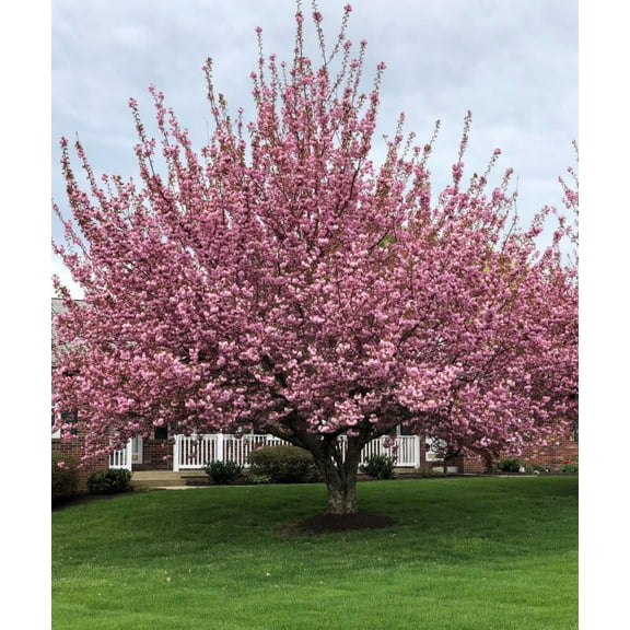 Kwanzan Ornamental Flowering Cherry Tree - Live Plant - ( 1 QT )