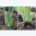 thumbnail image 4 of Iris , Low Maintenance - Easy Grow - Ideal for Beds Borders, Plant Pots & Planters, 4 of 5
