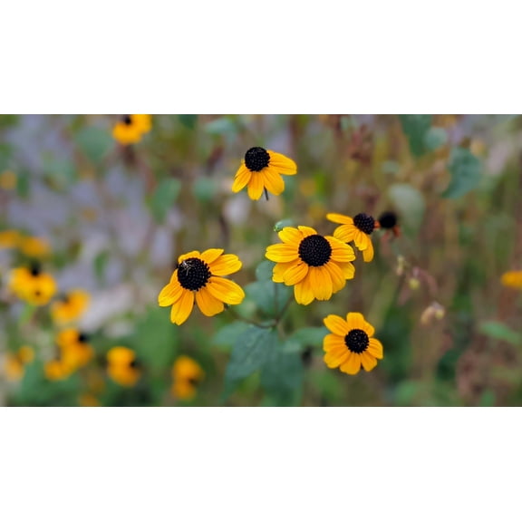 Brown-Eyed Susan Wildflower/ Biennal/ Full Sun/500 Seeds 1/2 Gram/ Zellajake Farm and Garden - B116