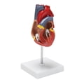 thumbnail image 4 of 1: 1 Human Heart Model, Anatomically Accurate Heart Model Life Size, 4 of 5