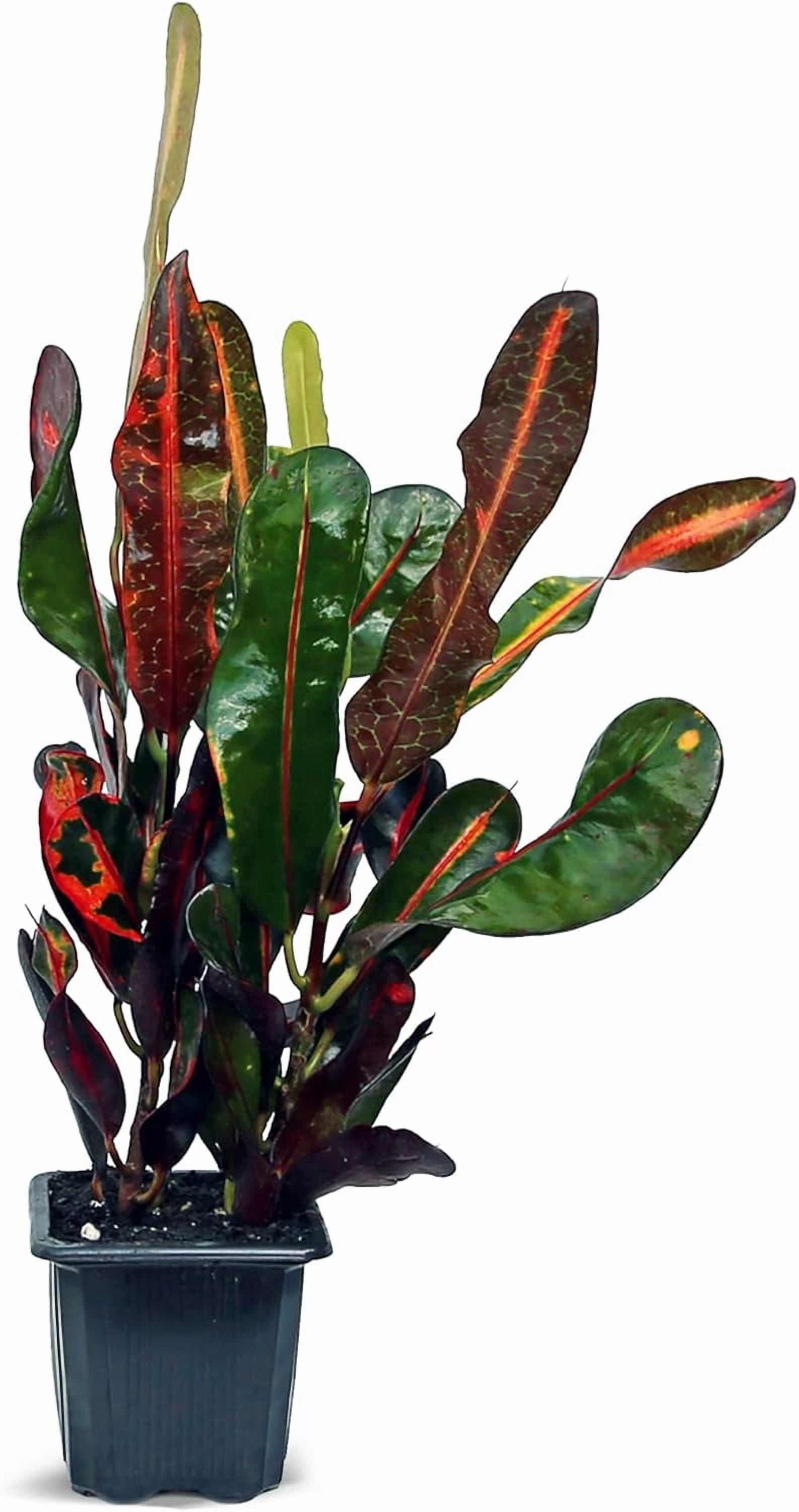 6 Pack Mammy Croton Live Plant Bundle in 3 Inch Pots, Codiaeum Variegatum Indoor Foliage Houseplants for Home or Garden