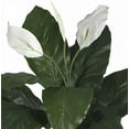 thumbnail image 4 of Nearly Natural 26in. Spathiphyllum Artificial Plant with Wicker, 4 of 4