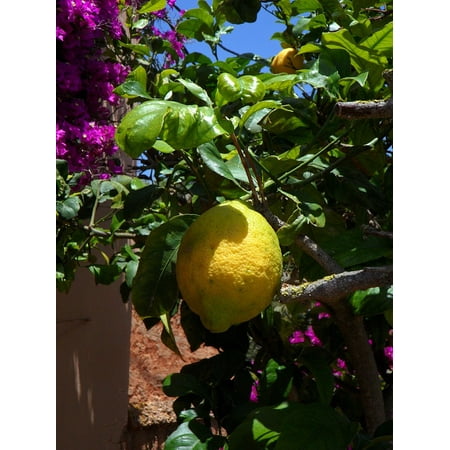 - Yellow Citrus Fruit Lemon Tree Lemon Citrus Fruit Poster Print 24 x 36