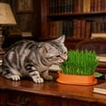 thumbnail image 2 of Carrot Shaped Cat Grass Planter No Soil Hydroponic Catnip Growing Kit For Indoor Cats Wheatgrass Planting Pot With Box, 2 of 6