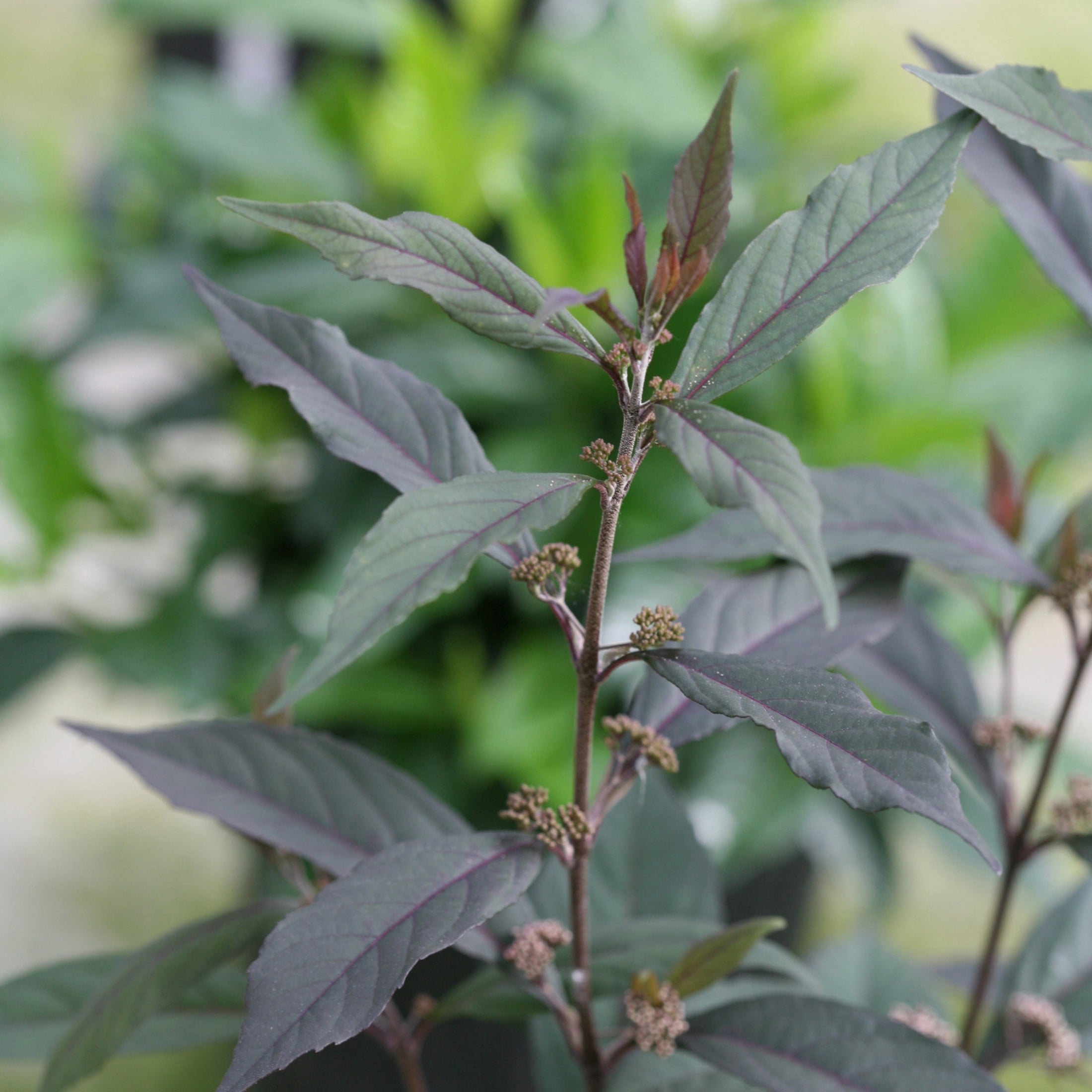 Proven Winners ColorChoice 6" Pearl Glam Beautyberry Live Plant in 7.5" Pot