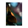 thumbnail image 2 of Ayrault, Marc 12x14 Gold Ornate Wood Framed with Double Matting Museum Art Print Titled - Feuilles Prunus 2, 2 of 4
