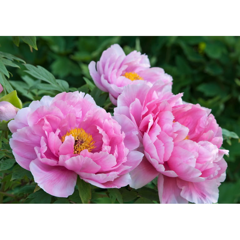 Paeonia suffruticosa seeds in stars. Peony flower tree seeds on a blurred  background. Peony, a symbol of a semi-shrub in Chinese culture. Seeds of  the national flower of China. Gardening, floriculture 20222408