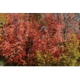 thumbnail image 2 of Lee Peterson 24x17 Gallery Wrapped Canvas Wall Art Titled - Fall Leaves VI, 2 of 4