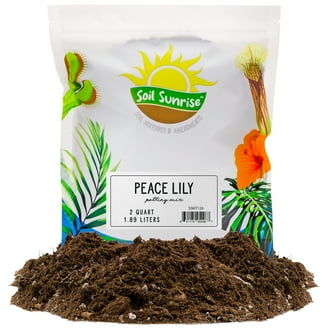 Soil Sunrise Lucky Bamboo Potting Mix for Indoor Well Draining (2 Quarts),  Custom Soil Blend for Repotting - Walmart.com