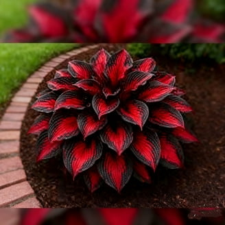 Hosta 'Wide Brim' ofwel Hartlelie kopen? | Het Groene Paradijs