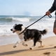 thumbnail image 1 of Correa de Nailon para Perros con Asa Deslizante: Correa Antitirones para Pasear Perros Pequeños y Medianos, Asa Acolchada para Paseos y Entrenamiento Cómodos Al Aire Libre., 1 of 6