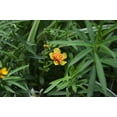 thumbnail image 3 of Tarragon Seeds/ Perennial/ Full Sun/1750 Seeds 1/4 Gram/ Zellajake Farm and Garden - B91, 3 of 5