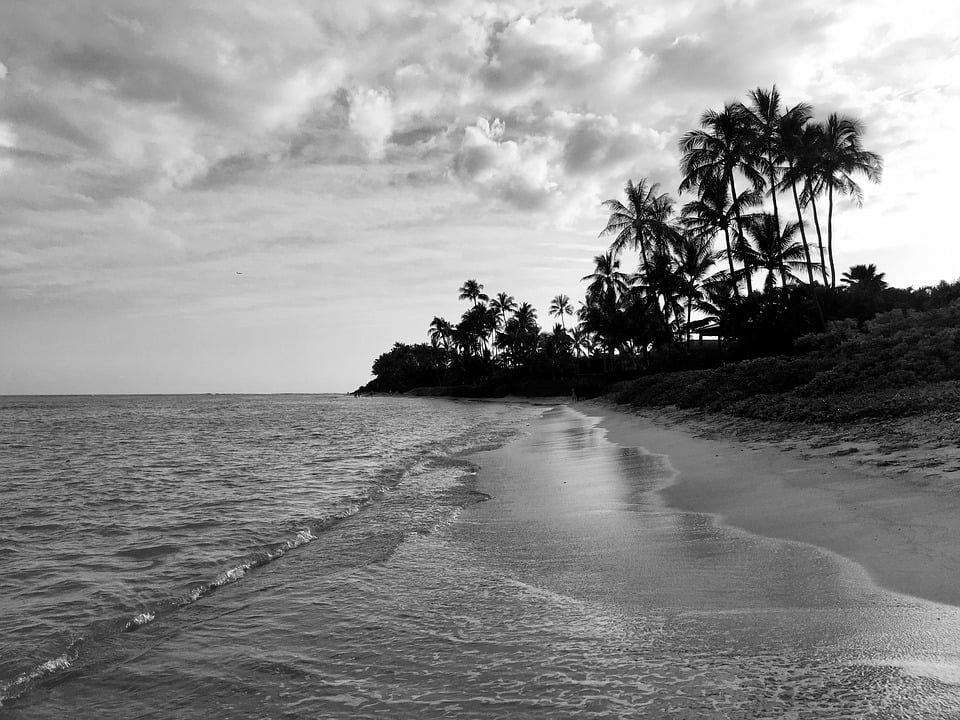 LAMINATED POSTER Palm Trees Black And White Beach Water Hawaii Sand Poster ...