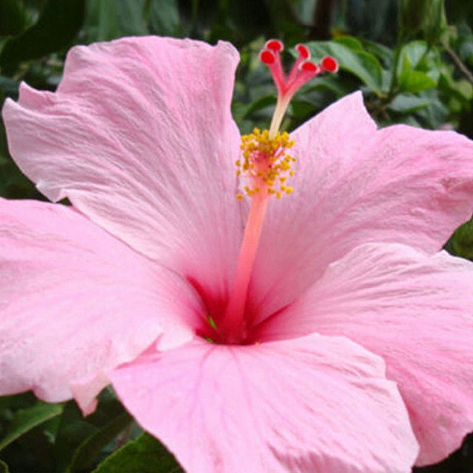 100 Pcs/Set Rare Giant Hibiscus Exotic Coral Seeds Mixed Color Home Garden  Flowers Seed 