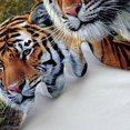 thumbnail image 4 of High Quality Fitted Sheet Tiger Home Textiles Bedding Sheet with Pillowcase Home Bedclothes,Full(54"x75"), 4 of 5