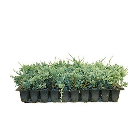 Blue Rug Juniper Qty 10 Live 2" Plants Evergreen Groundcover