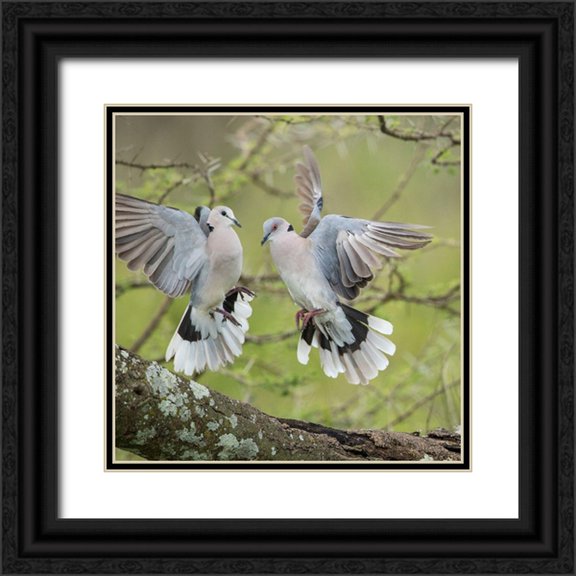 Souders, Paul 20x20 Black Ornate Wood Framed with Double Matting Museum Art Print Titled - Africa-Tanzania-Ngorongoro Conservation Area-African Mourning Doves