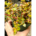 thumbnail image 4 of Calico Kitten Crassula Plant Live for Planting - Pellucida Variegata Plant - Variegated Calico Kitten Crassula Plant - 4 Inch Pot, 4 of 6