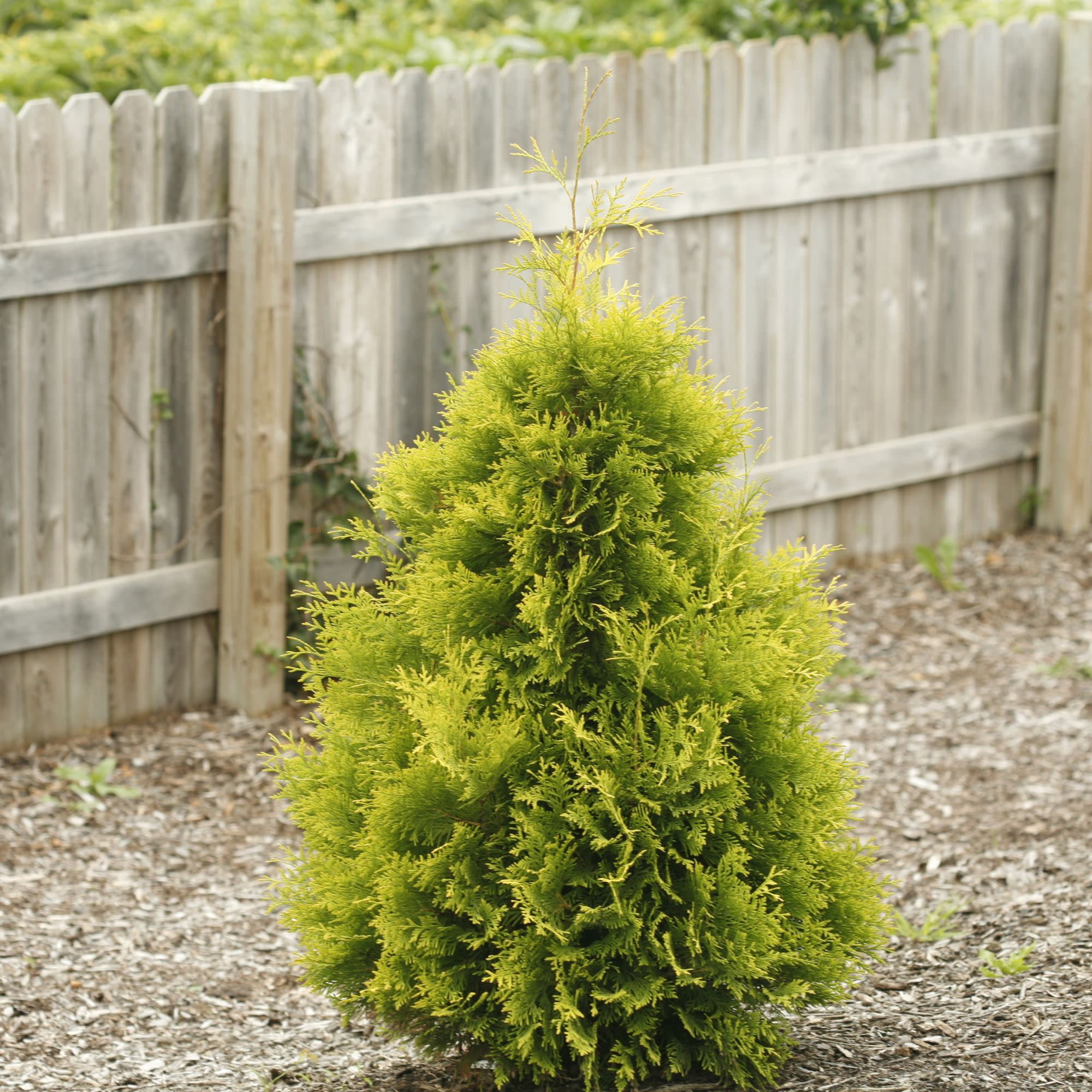 Proven Winners ColorChoice 5" Yellow Polar Gold Arborvitae Live Plant in 4.5" Pot (4 Count)